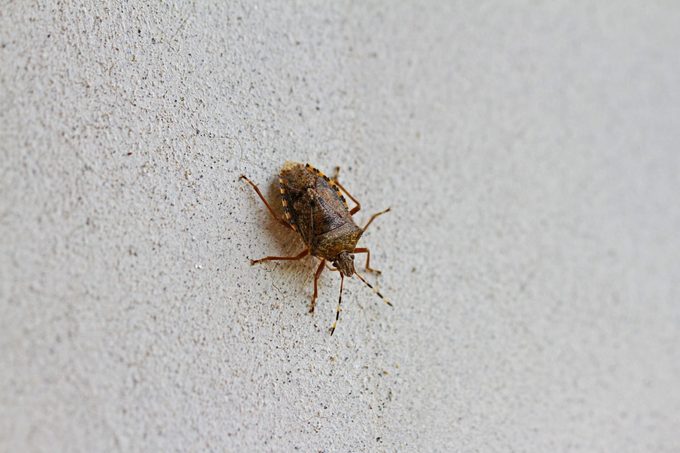 brown marmorated stink bug or shield bug Latin halyomorpha halys from the pentatomidae group of insects on a white wall in winter in Italy native to China but now a serious pest in Europe and the USA