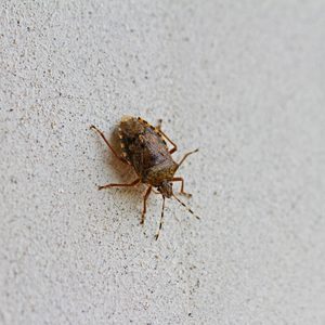 A brown bug crawls on a textured white wall, its body and legs clearly visible against the light surface.