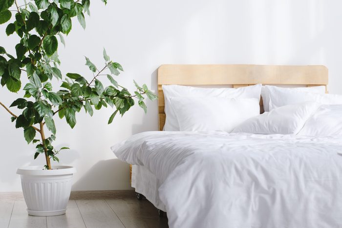 Bedroom interior with white bed and big indor flower