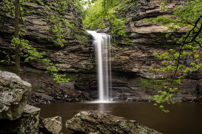 Cedar Falls Petit Jean State Park Arkansas. The long waterfall fills the dark pool of water and dark rocks contrasted by green maple, pine and star shaped leaves of a sorghum tree frame it. 