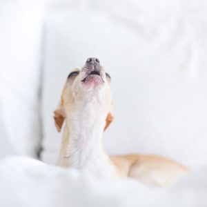 A small dog tilts its head back, possibly howling, surrounded by white bed linens.
