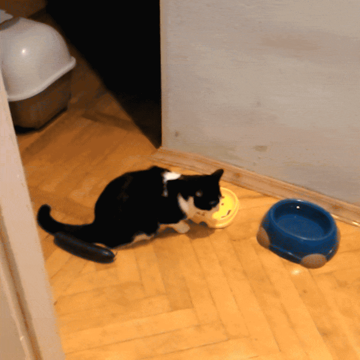 Cat carries yellow smiley face bowl, dragging it across wooden floor. Nearby, a blue water bowl and a litter box are visible.