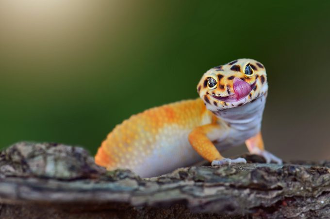 The gecko leopard is smiling funny