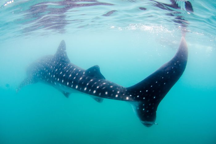 Whale Shark (rhincodon typus), the biggest fish in the ocean, a huge gentle plankton filterer giant, swimming near the surface. La Paz Baja California Sur, Mexico