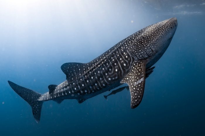 Whale Shark very near looking at you underwater in Papua it does not attack humans