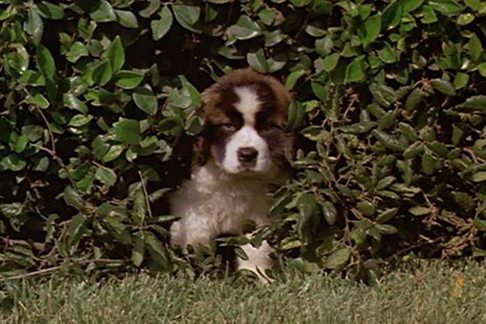 Beethoven movie