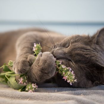 A gray cat cuddles a sprig of flowers on a soft blanket, appearing relaxed and content.