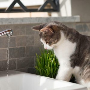A cat observes water flowing from a tap into a sink, indoors with a tiled backsplash and a small plant nearby.