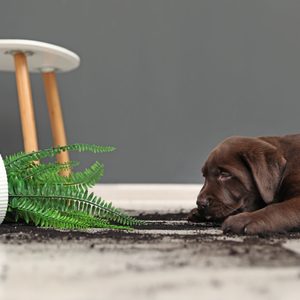 Puppy lies beside a knocked-over plant in a pot, with scattered soil, on a floor near a small round table.