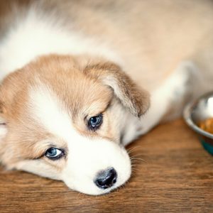 A puppy lies on wooden floor beside a metal bowl filled with dry dog food, appearing calm and slightly sleepy.