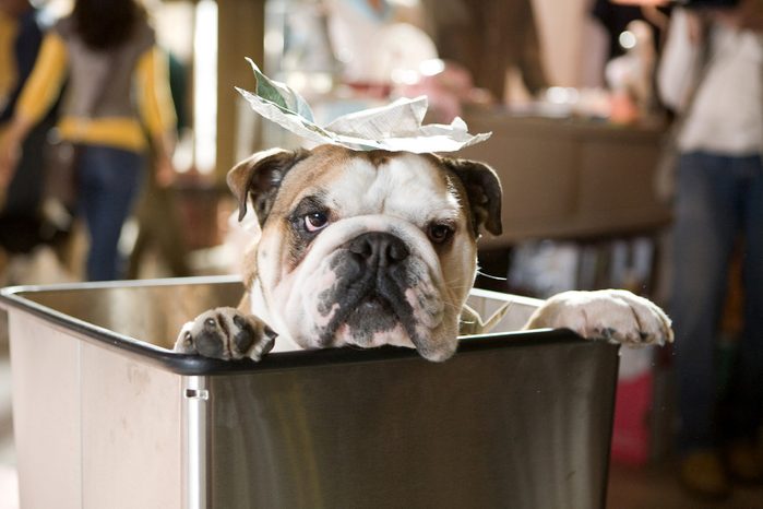 Hotel For Dogs