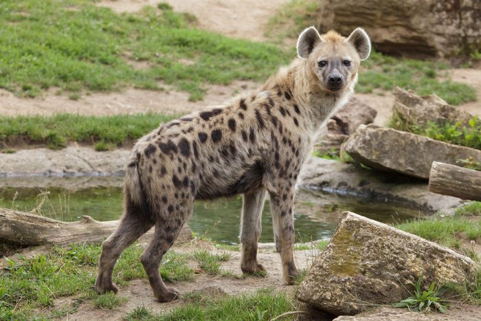 Spotted hyena (Crocuta crocuta), also known as the laughing hyena.