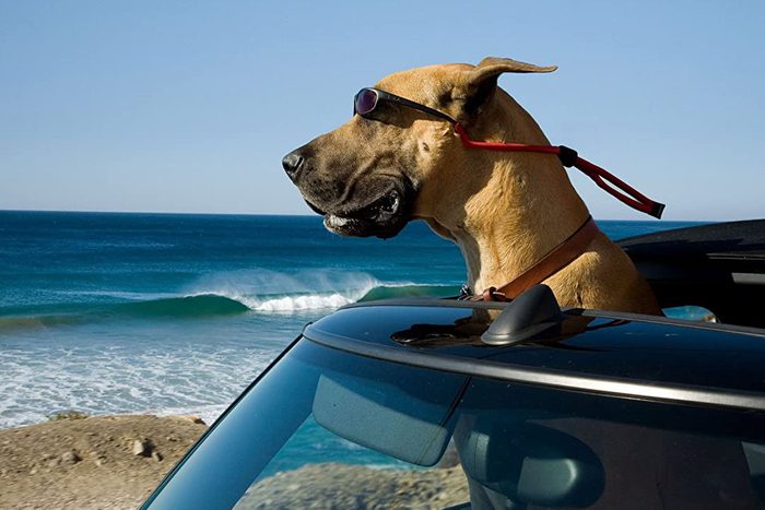 Marmaduke movie