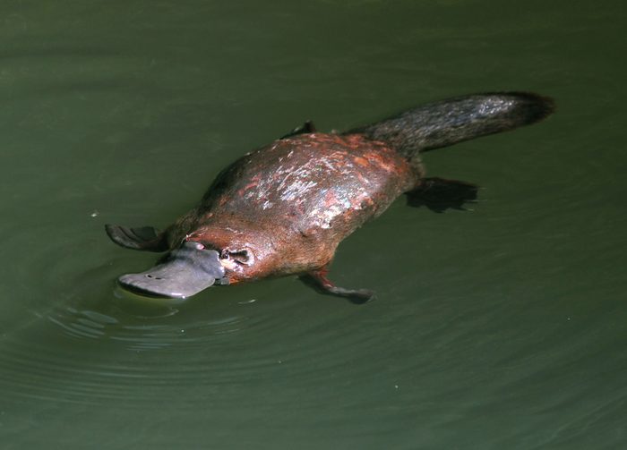 rare & elusive australian duck billed platypus in rainforest creek,eungella nat park, mackay,queensland, australia.exotic looking beaver tailed otter footed venomous mammal tropical jungle creek river