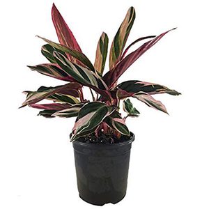 A potted plant with burgundy and green leaves, displayed against a plain white background.