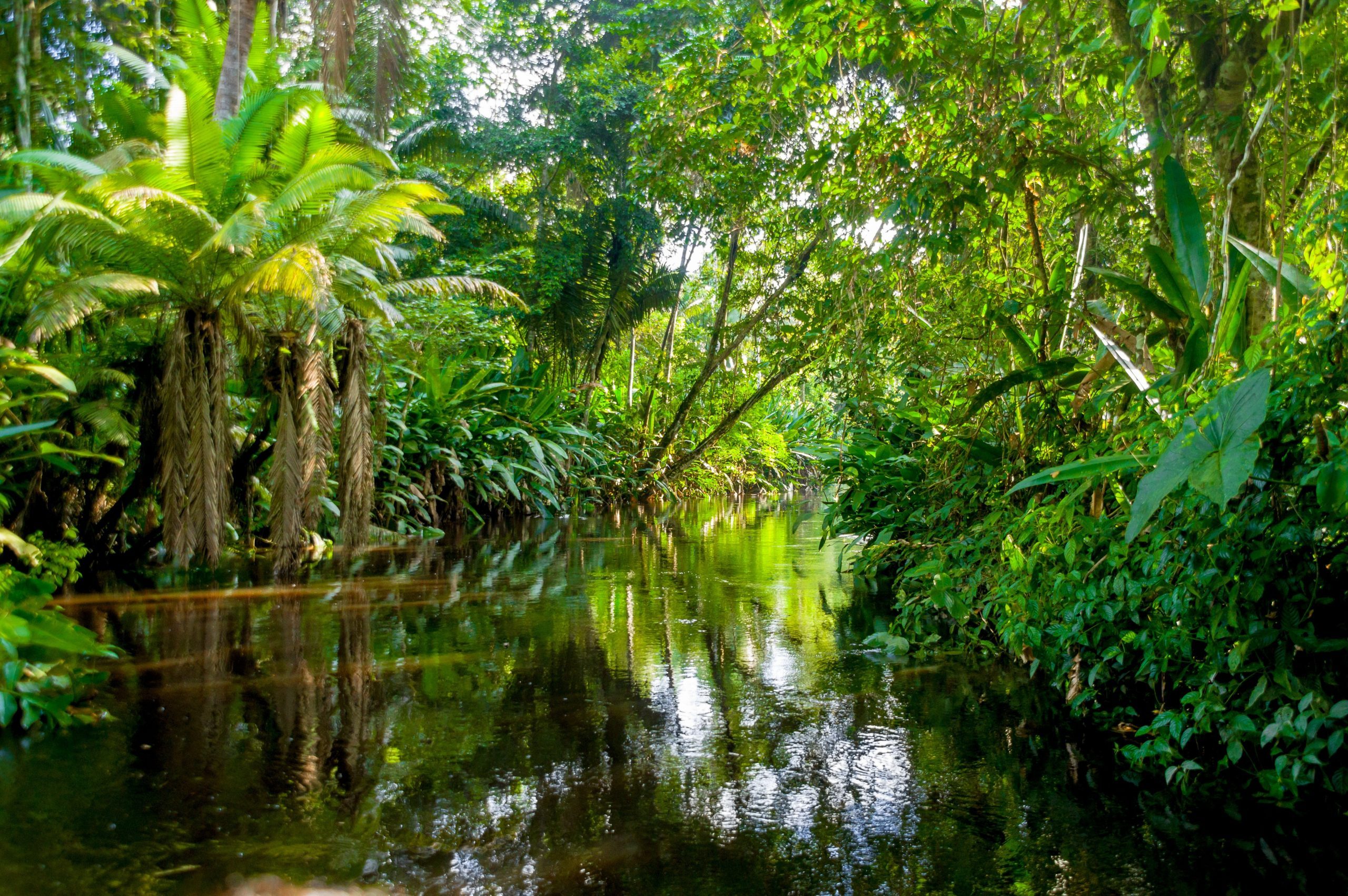 8 Things That Could Happen if the Amazon Rainforest Disappeared