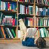 Only True Bookworms Can Ace This Book Trivia Quiz