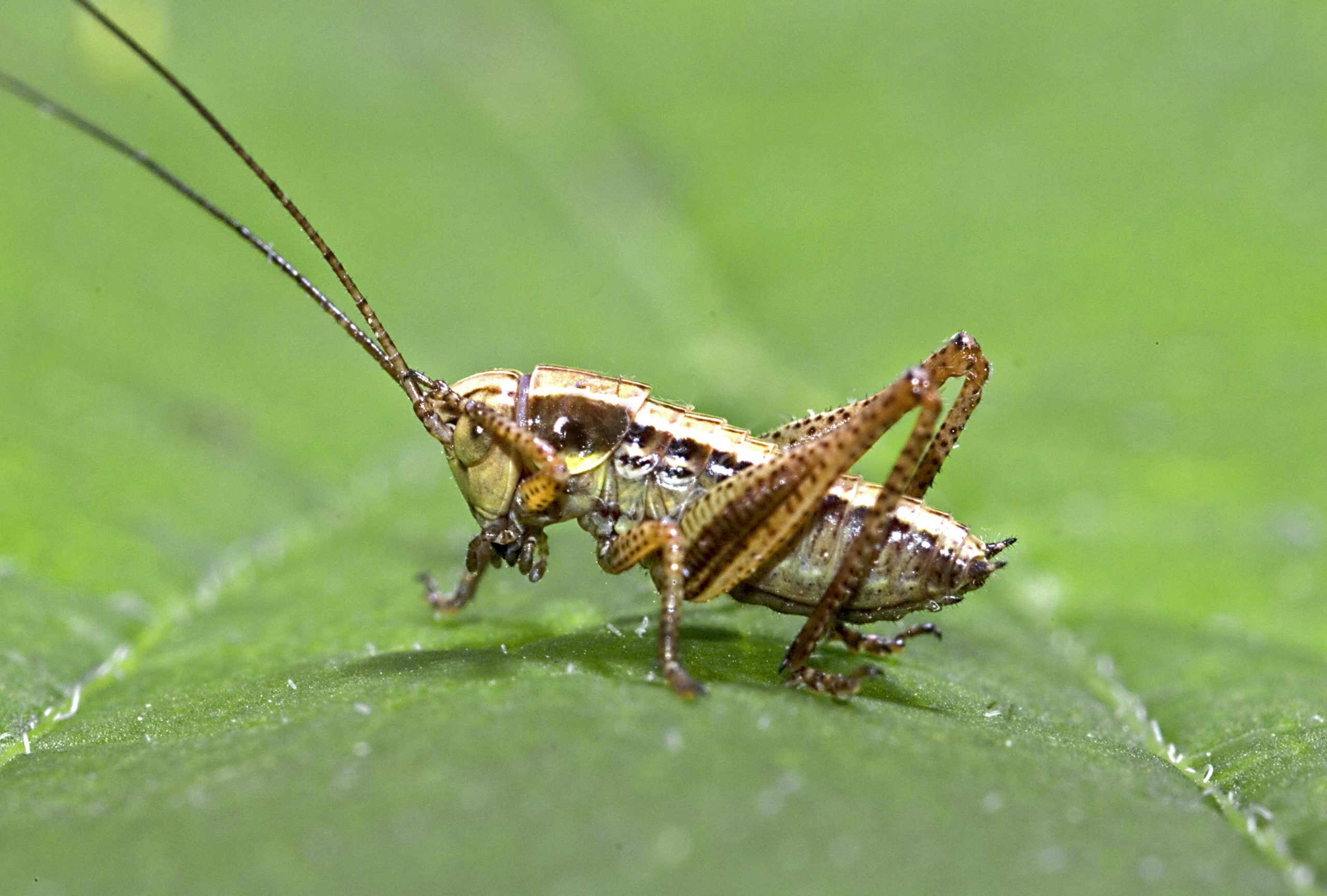 Why Cicadas, Crickets, and Other Bugs Are So Loud