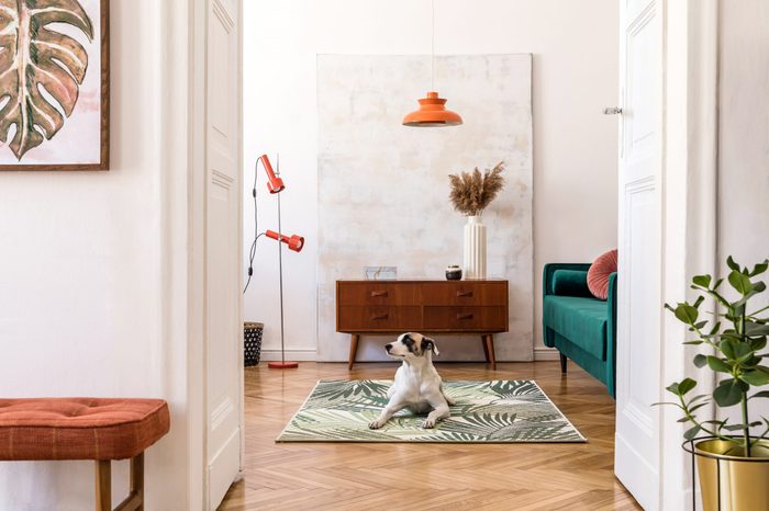 Stylish compositon of retro home interior with mock up poster frame, dog on the carpet, vintage furnitures, velvet sofa, design lamps, plants and elegant accessories. Nice home decor of living rooms. 