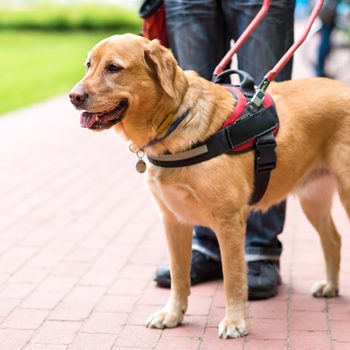 A Labrador retriever in a harness stands alertly on a brick path, accompanied by a person in jeans, with a grassy area nearby.