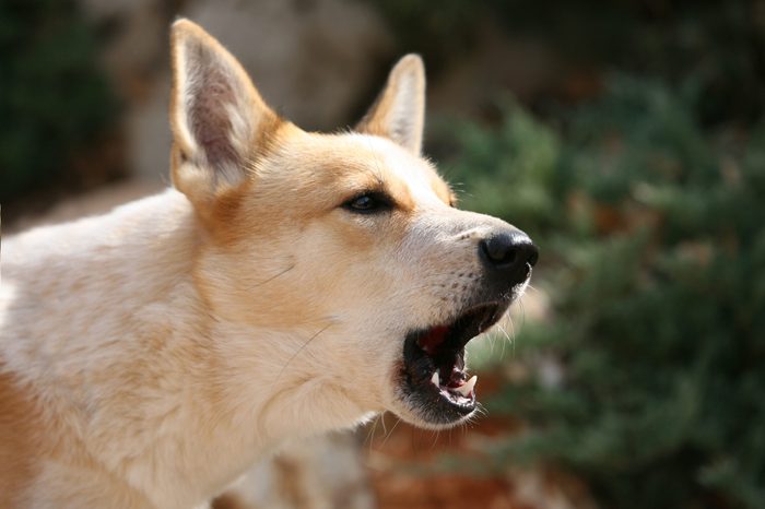Canaan dog barking