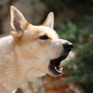 Dog barking outdoors with open mouth, ears perked, and a blurred natural background.