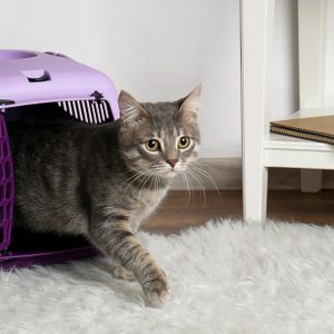 A gray cat emerges from a purple pet carrier onto a fluffy white rug, next to a shelf with a notebook.