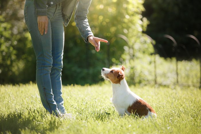 girl to train a small dog. People with a pet together. Funny and clever Jack Russell Terrier