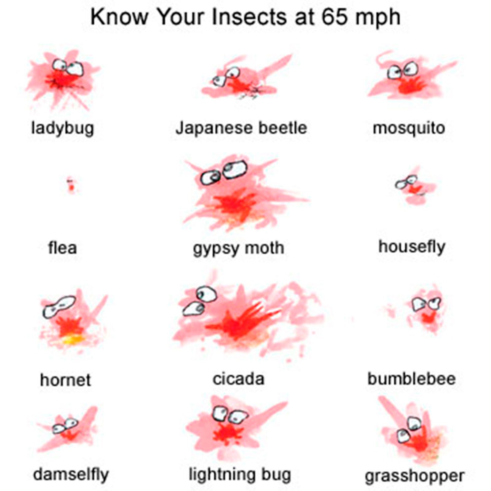 Cartoonish insect splats labeled as various bugs, as seen on a windshield at 65 mph, humorously depicted with exaggerated eyes and splatter.