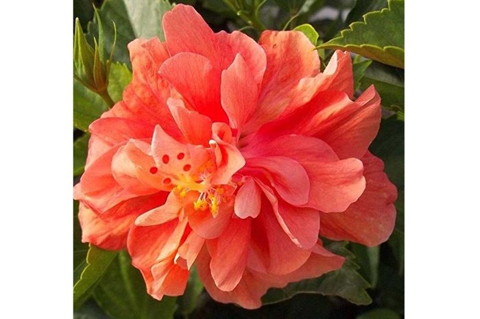 11_Azaleas-
