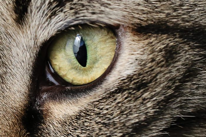 Cat Eye