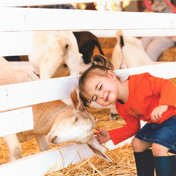 Child gently pats a goat's head beside a white fence in a straw-covered pen.