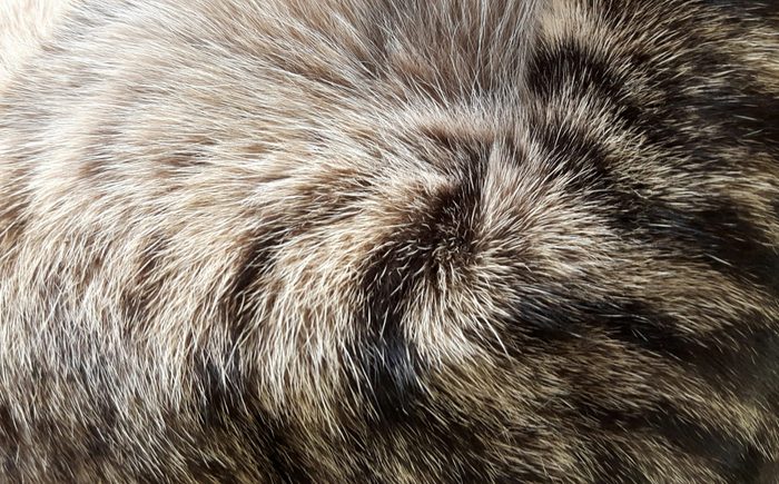 Fur cat,hair cat