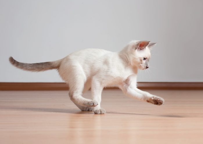 Gorgeous playful siamese kitten.