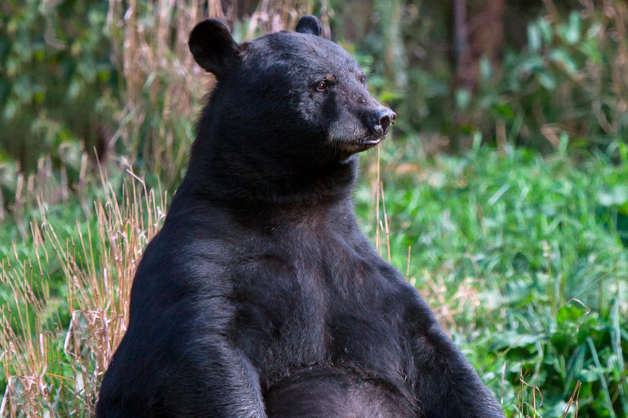 A Bear Followed Me on a Camping Trip—And We Developed a Real Friendship