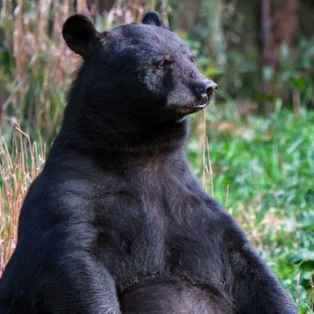 A black bear sits upright in a grassy area, surrounded by tall vegetation and blurred greenery in the background.