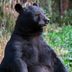 A Bear Followed Me on a Camping Tripâ€”And We Developed a Real Friendship