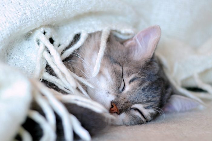 cat sleeping under blanket