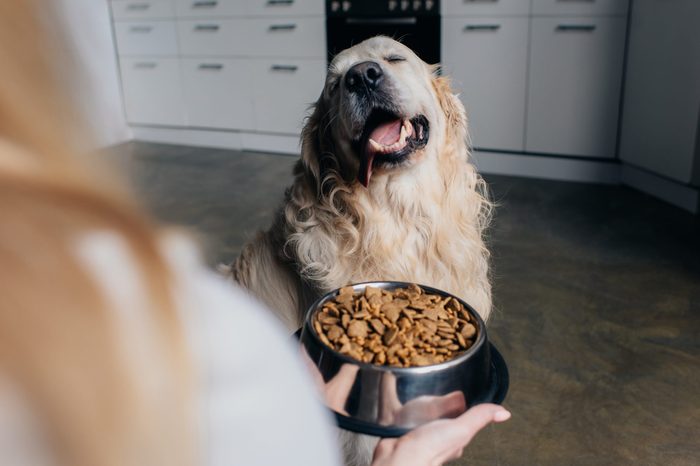 Cropped view of woman holding bowl with pet food near cute golden retriever dog