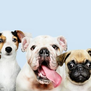 Five dogs sit closely together, facing forward against a light blue background, each with varying expressions and breed features.