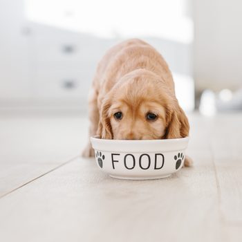 A puppy eats from a bowl labeled "FOOD" on a light wooden floor in a bright room.