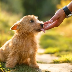 A small, fluffy dog licks a person's hand in a sunlit grassy field.
