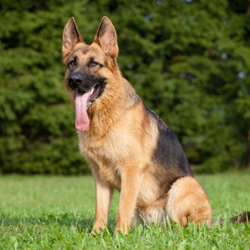 A German Shepherd sits on grass, panting, with a forested background.