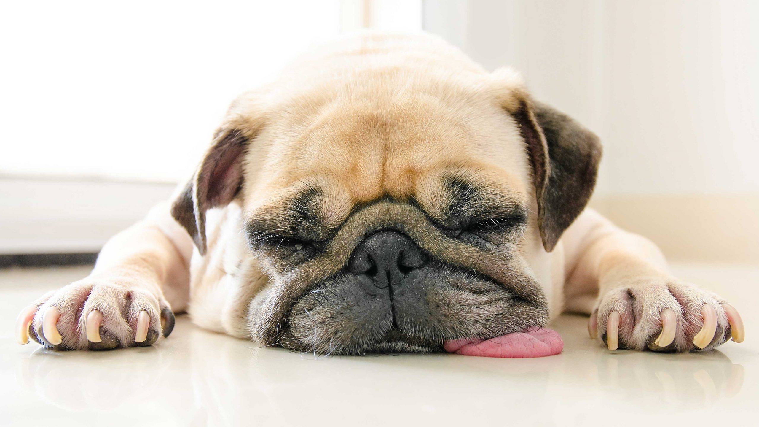 Lethargic Dog: 5 Signs You Need to Call the Vet