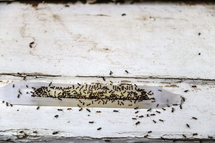 Ant poison trap filled with ants - dead and alive - sitting on old wood - shallow focus