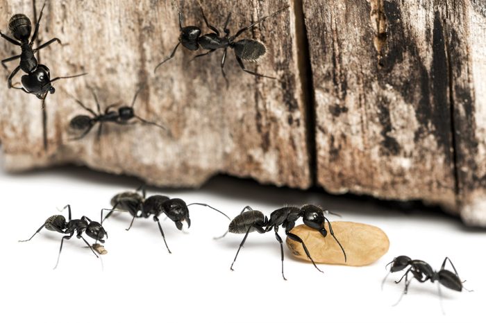 Carpenter ant, Camponotus vagus, carrying an egg