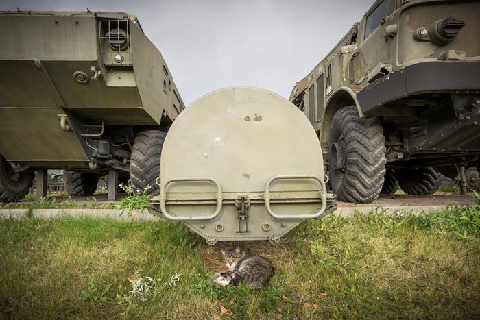 Cat lying under a container for a ballistic missile
