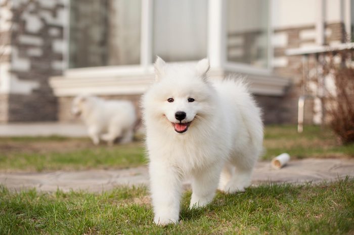 Samoyed dog puppies