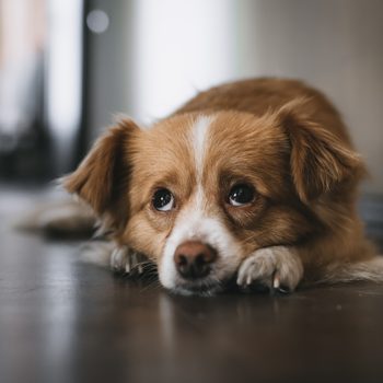 A brown and white dog lies on the floor, resting its head on its paws in a dimly lit room.