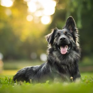 Dog lying down, tongue out, on vibrant green grass with soft focus trees and sunlight in the background.